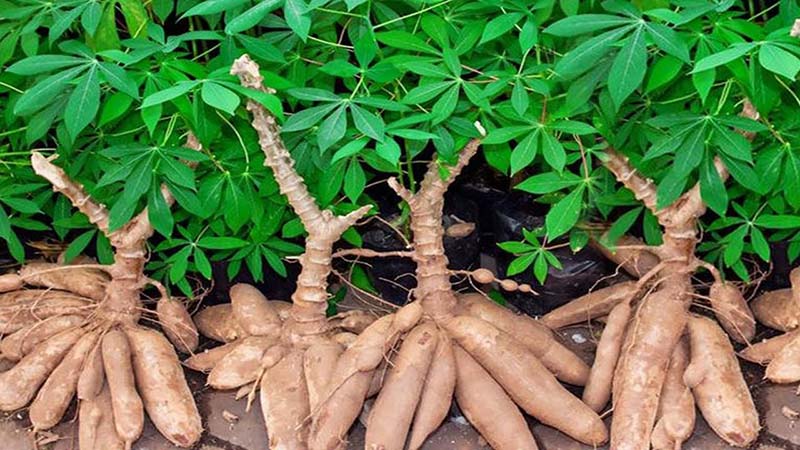 yeu-to-dac-tinh-anh-huong-toi-tinh-bot-khoai-mi